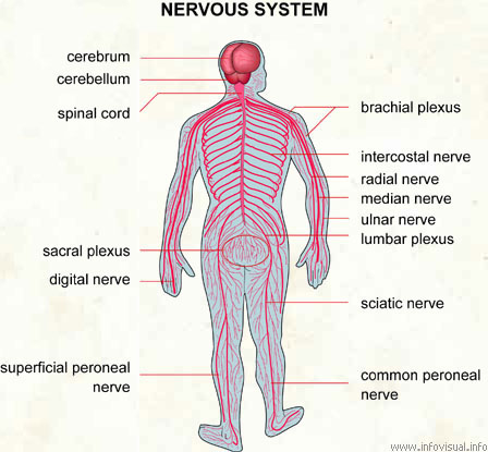Nervous system  (Visual Dictionary)